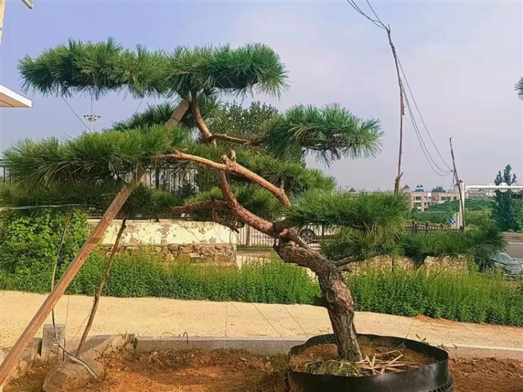 濟寧景(jǐng)觀鬆基地 濟寧景觀鬆基地(dì)