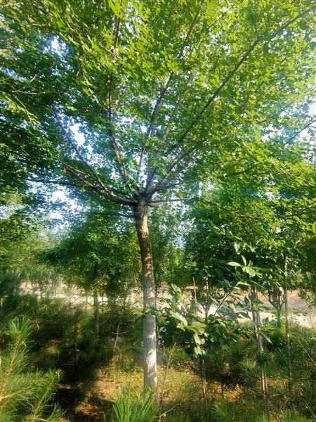 五角楓價格 五角楓(fēng)價格