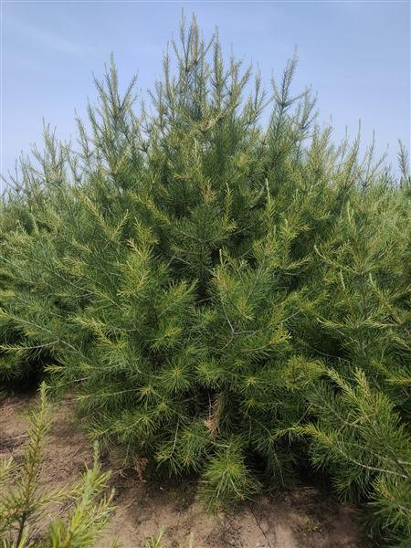 山東白皮鬆基地