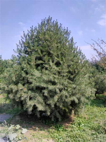 泰安白皮鬆基地 泰安白皮鬆基地