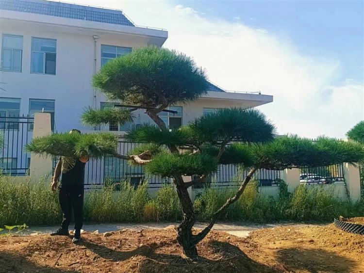 山東景觀鬆基地 山東景觀鬆基地