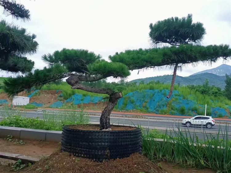 濟寧景觀鬆基地
