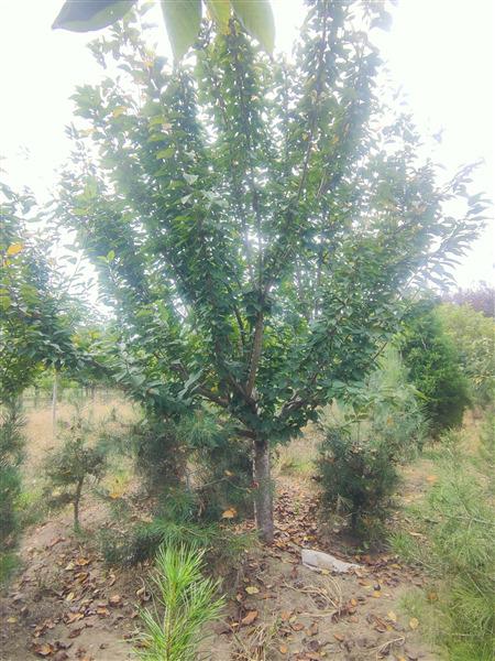 泰(tài)安櫻花基地 泰安櫻花基地